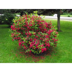 Weigela ’Red Prince’ – Piros virágú rózsalonc