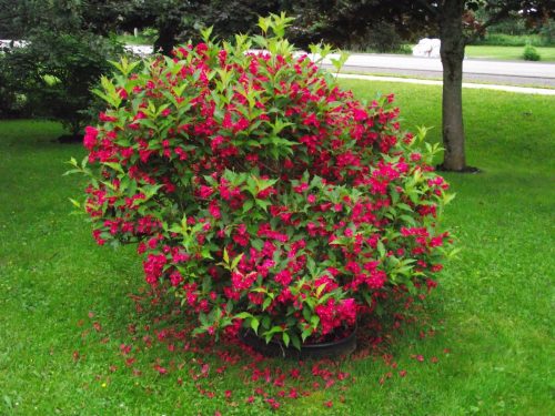 Weigela ’Red Prince’ – Piros virágú rózsalonc