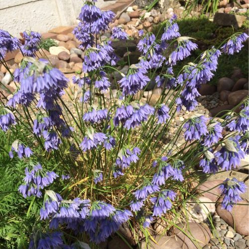 Allium sikkimense – Szikkimi díszhagyma