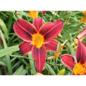 Hemerocallis ’Black Prince’ – Sásliliom