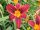 Hemerocallis ’Black Prince’ – Sásliliom