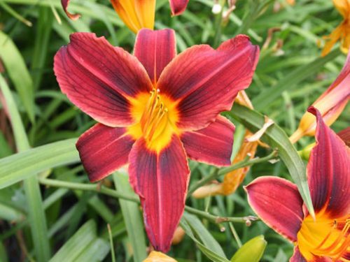 Hemerocallis ’Black Prince’ – Sásliliom