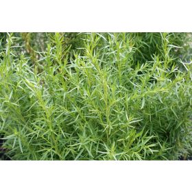 Artemisia dracunculus – Orosz tárkony