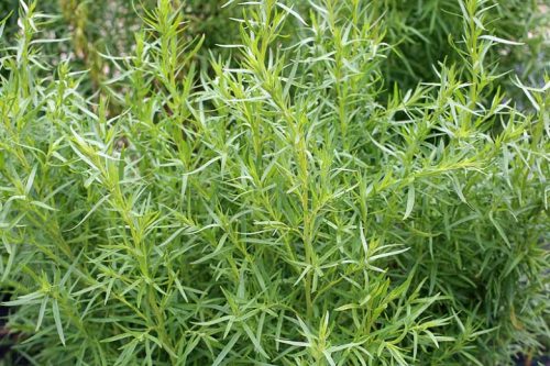 Artemisia dracunculus – Orosz tárkony