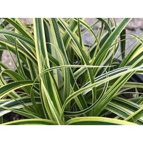 Carex fol. ’Vanilla Ice’ – Tarka sás