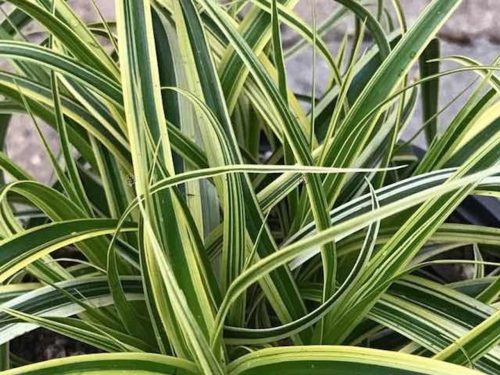 Carex fol. ’Vanilla Ice’ – Tarka sás