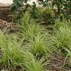 Carex fol. ’Vanilla Ice’ – Tarka sás