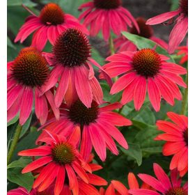 Echinacea ’Lakota Red’ – Bíbor kasvirág