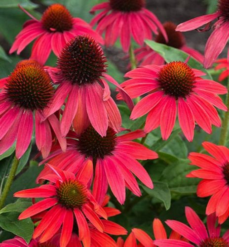 Echinacea ’Lakota Red’ – Bíbor kasvirág