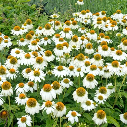 Echinacea ’Powwow White’– Bíbor kasvirág