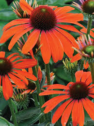Echinacea ’Julia’ – Bíbor kasvirág