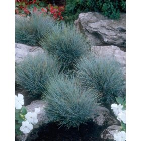 Festuca gl. ’Elijah Blue’ – Deres csenkesz