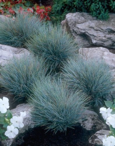 Festuca gl. ’Elijah Blue’ – Deres csenkesz