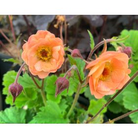 Geum rivale ’Mai Tai’ – Bókoló gyömbérgyökér