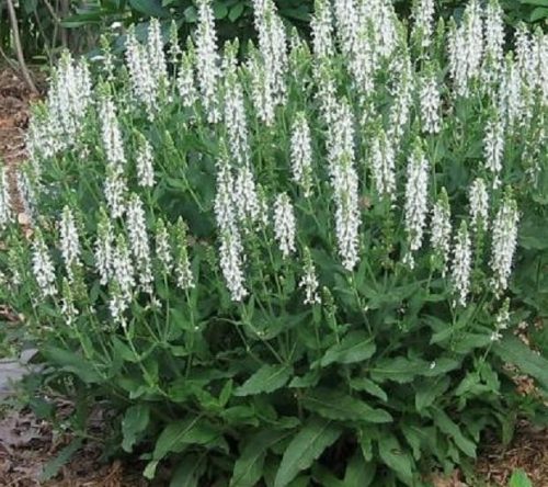Salvia nemorosa ’Lyrical White’ – Ligeti zsálya