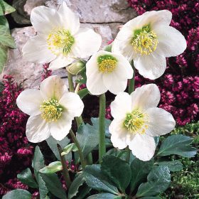 Helleborus niger – Fekete hunyor