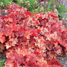 Heuchera hybrid ’Rio’® - Tűzeső