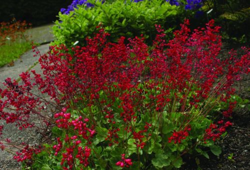 Heuchera sang. ’Coral Forest’ – Tűzeső