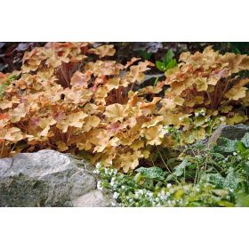 Heuchera villosa ’Caramel’® - Tűzeső