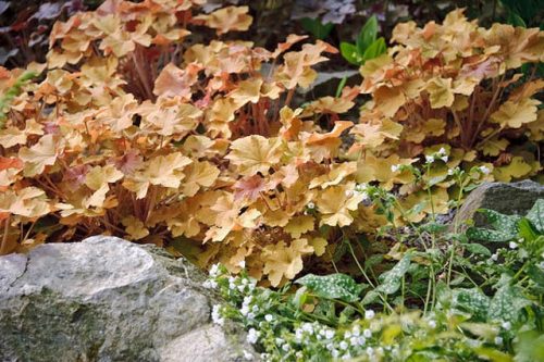 Heuchera villosa ’Caramel’® - Tűzeső