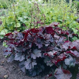 Heuchera ’Palace Purple’ – Tűzeső