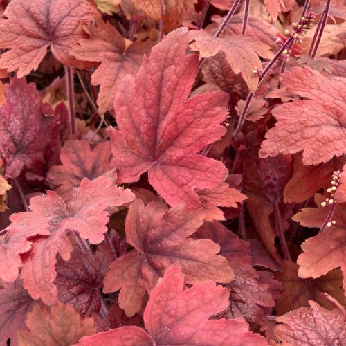 Heucherella ’Sweet Tea’ – Turbáncső