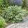 Hosta fortunei ’Francee’ – Árnyékliliom