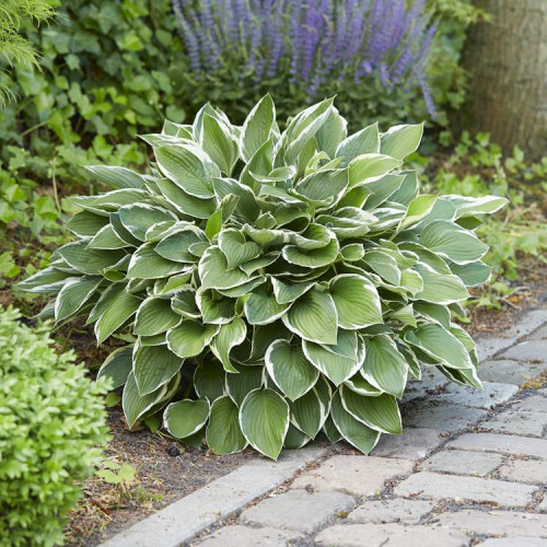 Hosta fortunei ’Francee’ – Árnyékliliom