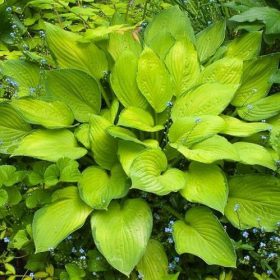 Hosta fortunei ’Gold Standard’ – Árnyékliliom