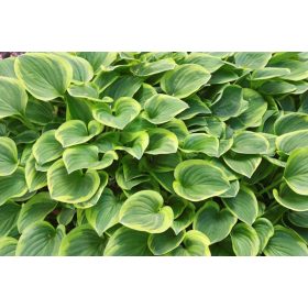 Hosta hybrida ’Golden Tiara’ – Árnyékliliom