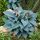 Hosta tardiana ’Halcyon’ – Árnyékliliom