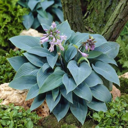Hosta tardiana ’Halcyon’ – Árnyékliliom