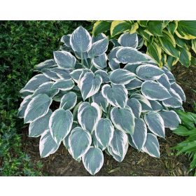 Hosta ’El Nino’® - Árnyékliliom
