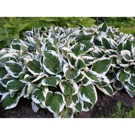 Hosta ’Minute Man’ - Árnyékliliom