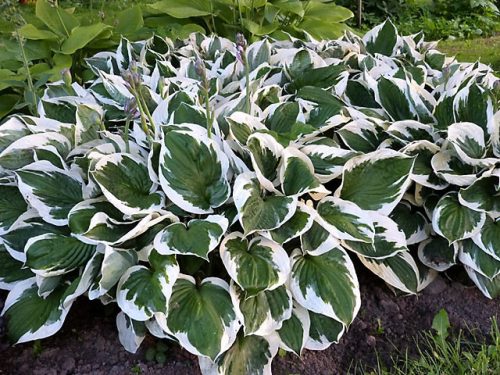 Hosta ’Minute Man’ - Árnyékliliom