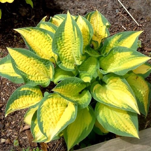 Hosta ’Orange Marmalade’ - Árnyékliliom