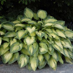Hosta ’Paul’s Glory’ - Árnyékliliom