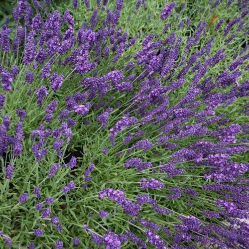 Lavandula x int. ’Grappenhall’ – Francia levendula