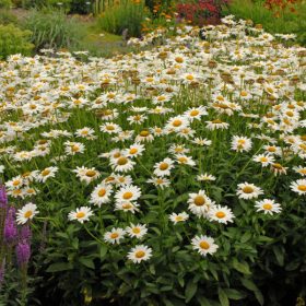 Leucanthemum sup. ’Becky’ – Fehér margaréta