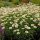 Leucanthemum sup. ’Becky’ – Fehér margaréta