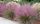 Muhlenbergia capillaris – Vattacukorfű/Texasfű