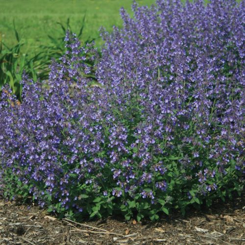 Nepeta x faassenii ’Junior Walker’ – Kerti macskamenta