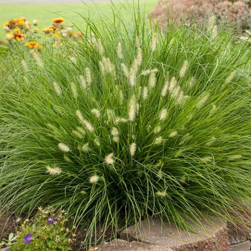 Pennisetum al. ’Little Bunny’ – Törpe tollborzfű