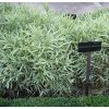Pleioblastus ’Variegatus’ – Tarka törpe bambusz