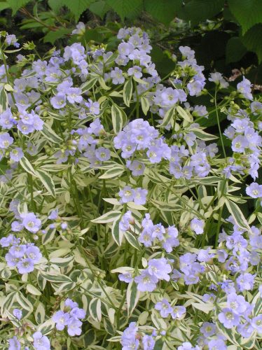 Polemonium rep. ’Stairway to Heaven’® - Indás csatavirág