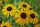 Rudbeckia fulgida var. speciosa – Pompás kúpvirág