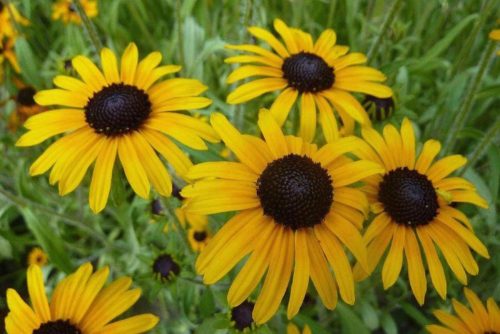 Rudbeckia fulgida var. speciosa – Pompás kúpvirág