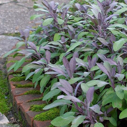 Salvia off. ’Purpurascens’ – Vörös levelű zsálya