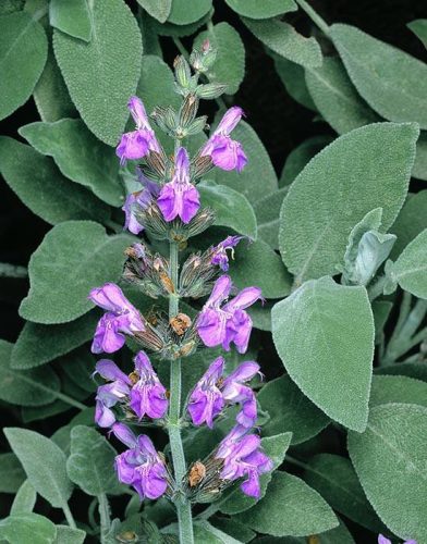 Salvia officinalis – Orvosi zsálya