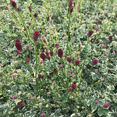 Sanguisorba m. ’Little Angel’ – Vérfű